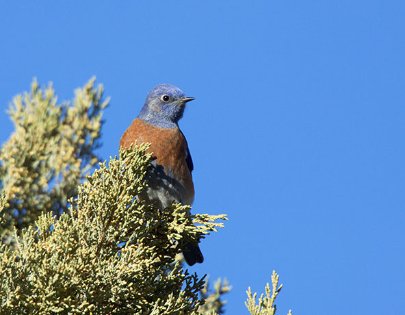 Western Bluebird Sialia mexicana 