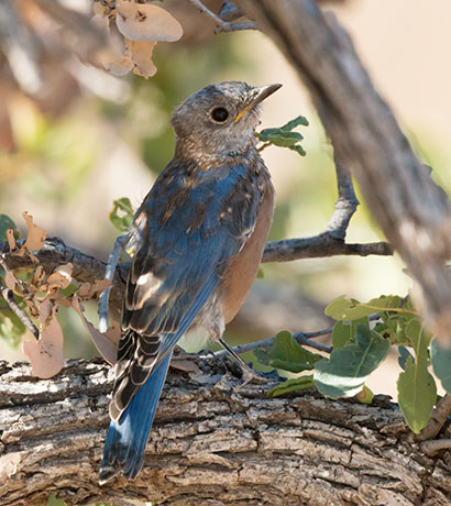 Western Bluebird Sialia mexicana 