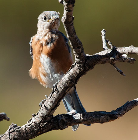 Western Bluebird Sialia mexicana 