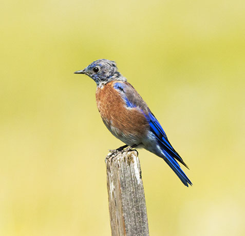 Western Bluebird Sialia mexicana 