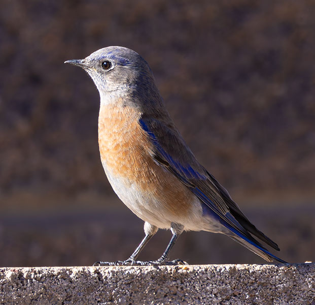 Western Bluebird Sialia mexicana 