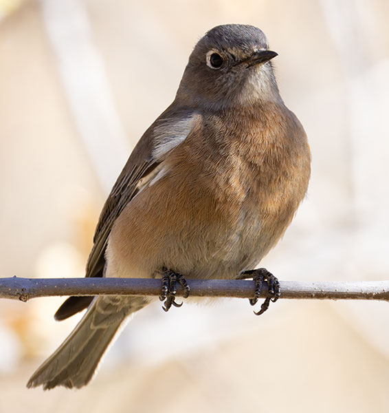 Western Bluebird Sialia mexicana 