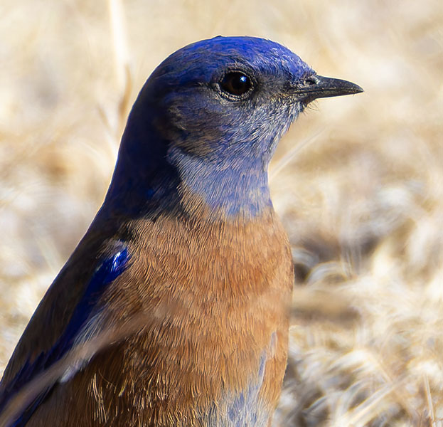 Western Bluebird Sialia mexicana 