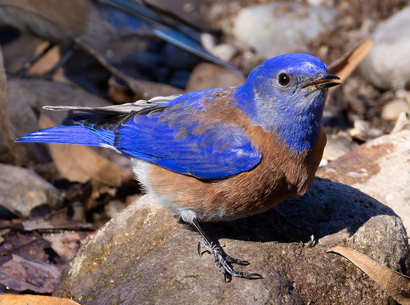 Western Bluebird Sialia mexicana 