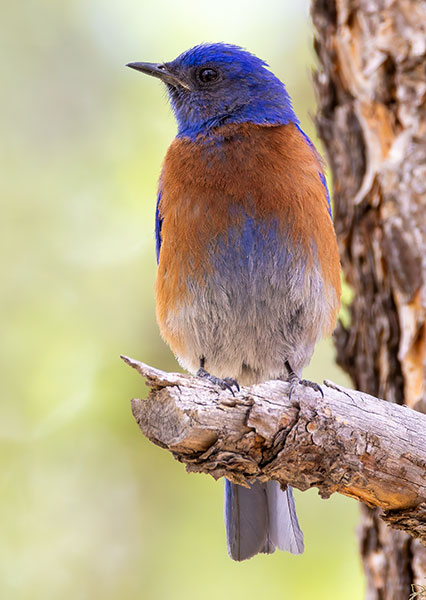 Western Bluebird Sialia mexicana 