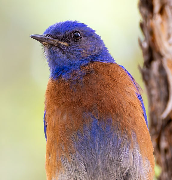 Western Bluebird Sialia mexicana 