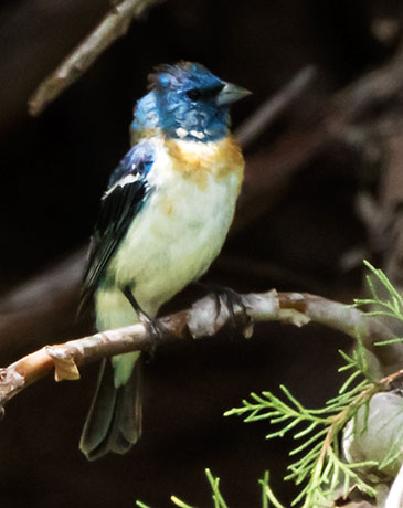 Lazuli Bunting Passerina amoena 