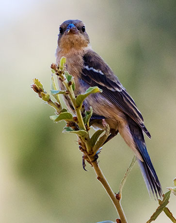 Lazuli Bunting Passerina amoena 