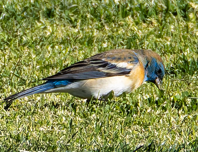 Lazuli Bunting Passerina amoena Lazuli Bunting Passerina amoena