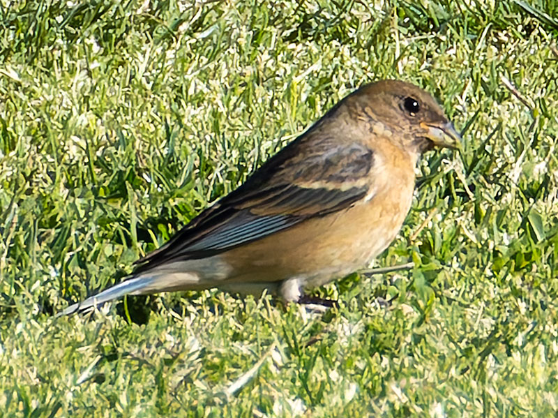 Lazuli Bunting Passerina amoena Lazuli Bunting Passerina amoena
