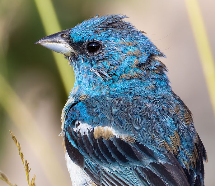 Lazuli Bunting Passerina amoena 