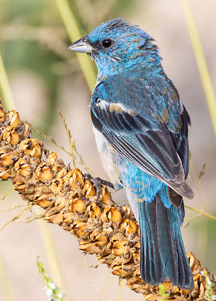 Lazuli Bunting Passerina amoena 