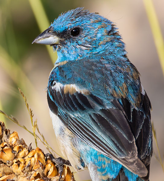 Lazuli Bunting Passerina amoena 
