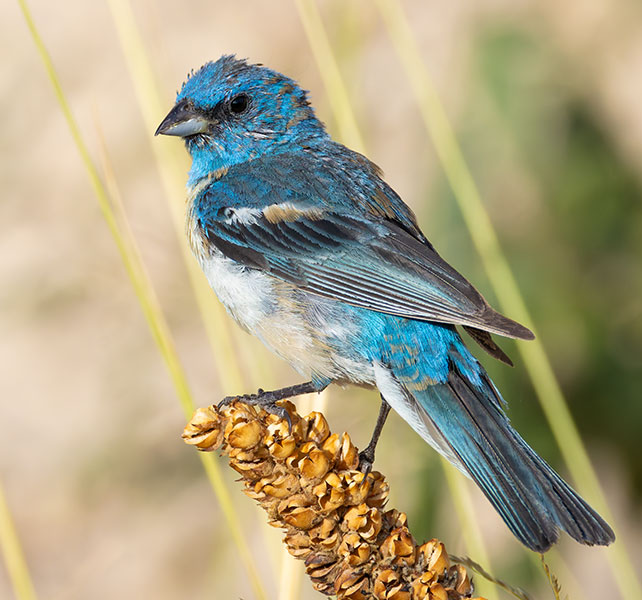 Lazuli Bunting Passerina amoena 