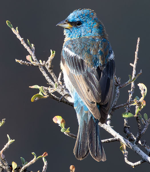 Lazuli Bunting Passerina amoena 
