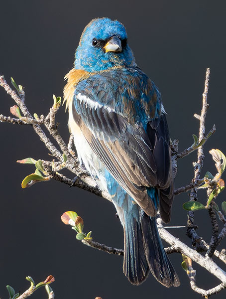 Lazuli Bunting Passerina amoena 