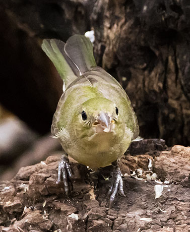 Painted Bunting Passerina ciris