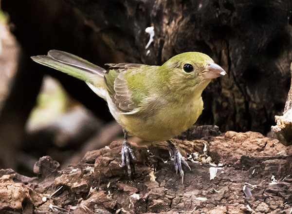 Painted Bunting Passerina ciris