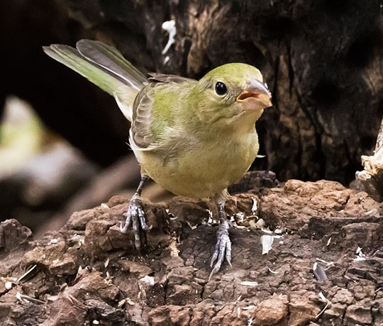 Painted Bunting Passerina ciris