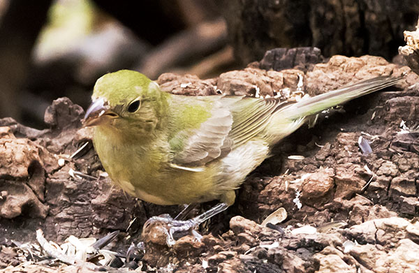 Painted Bunting Passerina ciris