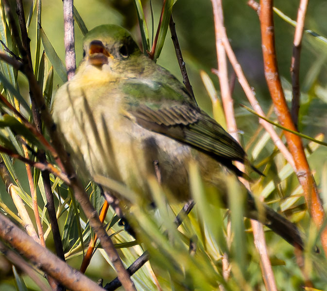 Painted Bunting Passerina ciris