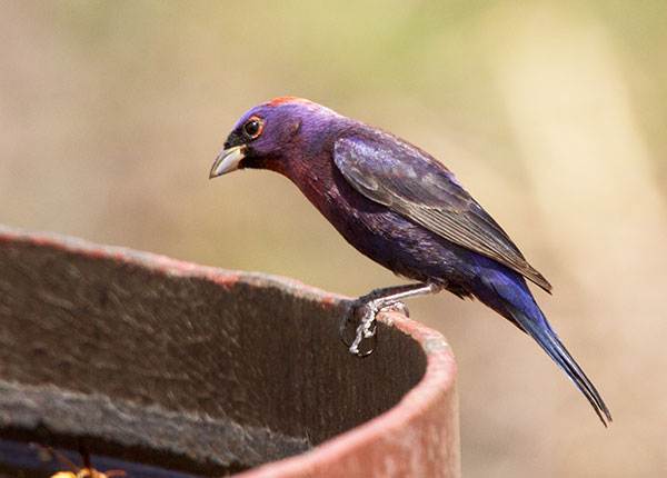 Varied Bunting Passerina versicolor
