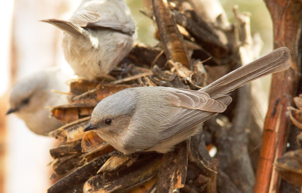 Bushtit Psaltriparus minimus 