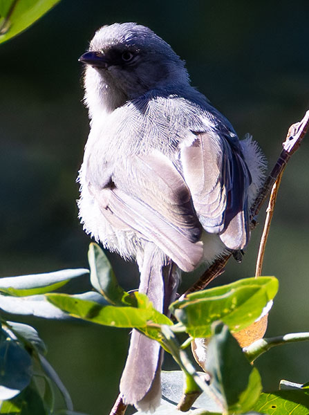 Bushtit Psaltriparus minimus 