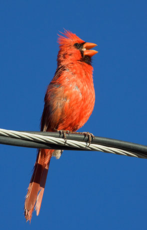 Northern Cardinal Cardinalis cardinalis 