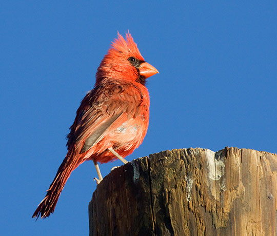 Northern Cardinal Cardinalis cardinalis 