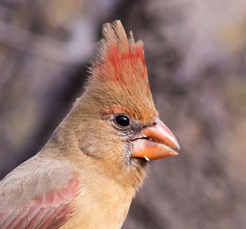 Northern Cardinal Cardinalis cardinalis 