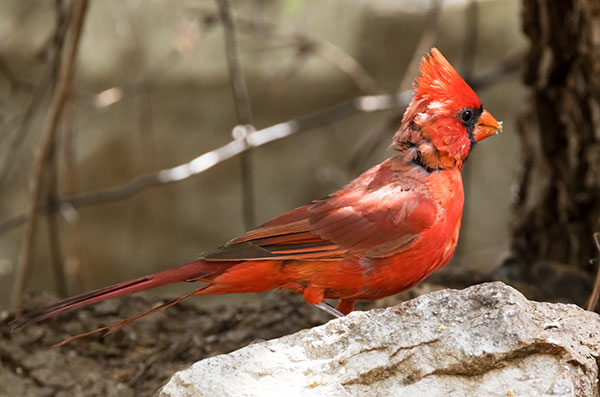Northern Cardinal Cardinalis cardinalis 