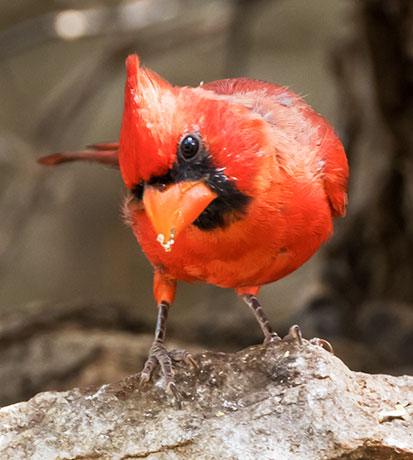 Northern Cardinal Cardinalis cardinalis 