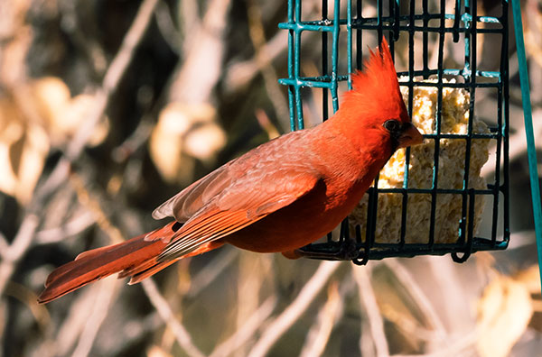 Northern Cardinal Cardinalis cardinalis 