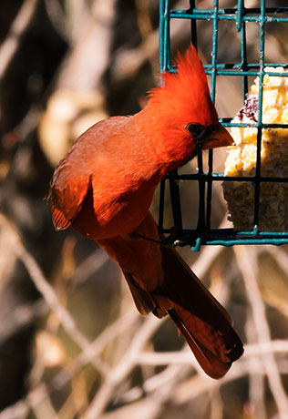 Northern Cardinal Cardinalis cardinalis 