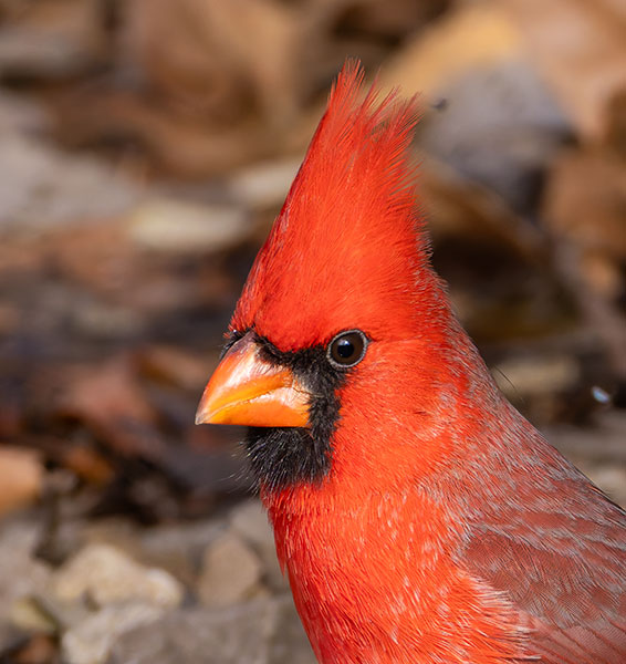 Northern Cardinal Cardinalis cardinalis 