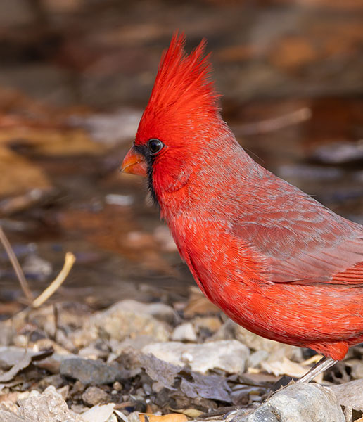 Northern Cardinal Cardinalis cardinalis 