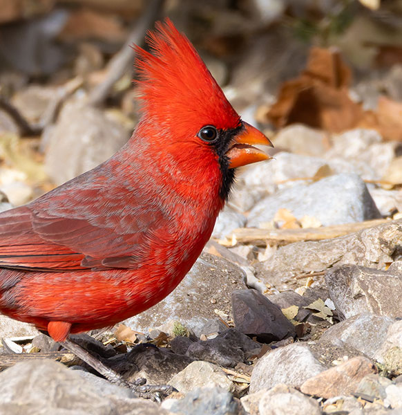 Northern Cardinal Cardinalis cardinalis 