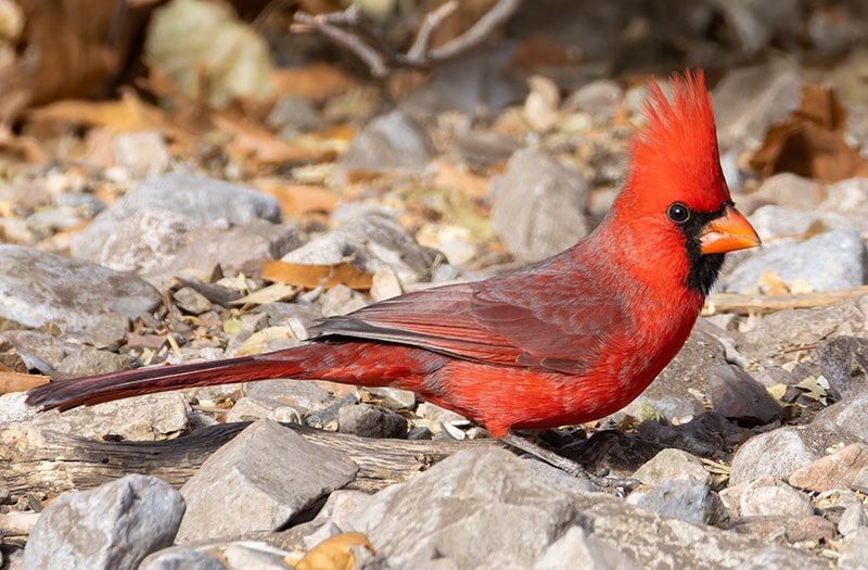 Northern Cardinal Cardinalis cardinalis 