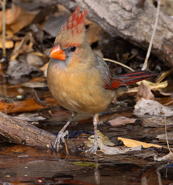 Northern Cardinal Cardinalis cardinalis 