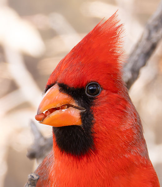 Northern Cardinal Cardinalis cardinalis 
