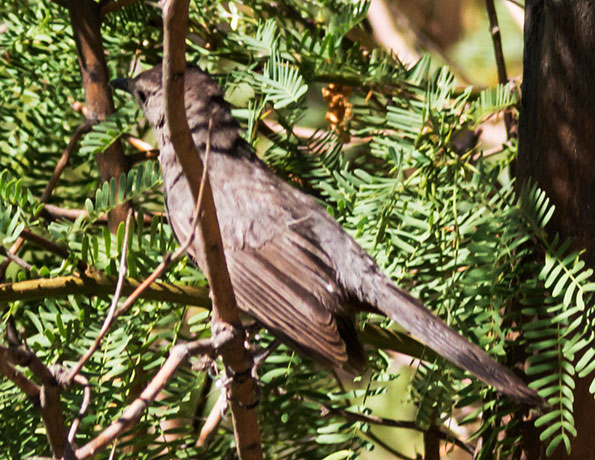 Gray Catbird Dumetella carolinensis 