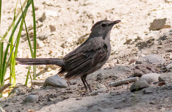 Gray Catbird Dumetella carolinensis 