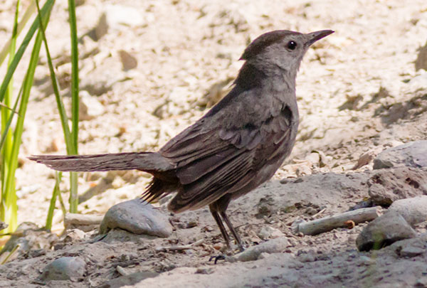 Gray Catbird Dumetella carolinensis 