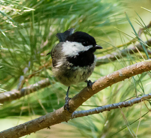 Mexican Chickadee Poecile sclateri 