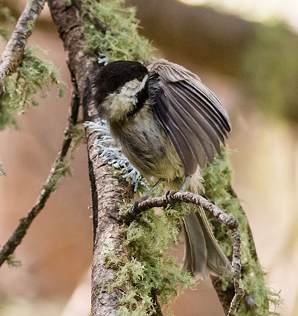 Mexican Chickadee Poecile sclateri 
