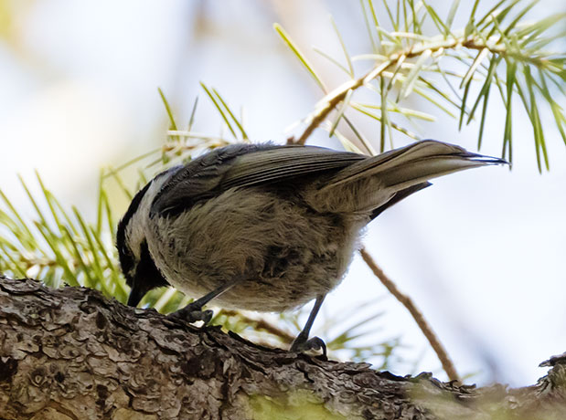 Mexican Chickadee Poecile sclateri 