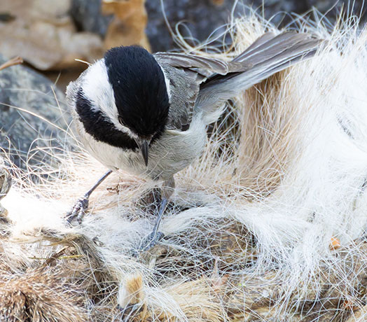 Mexican Chickadee Poecile sclateri 