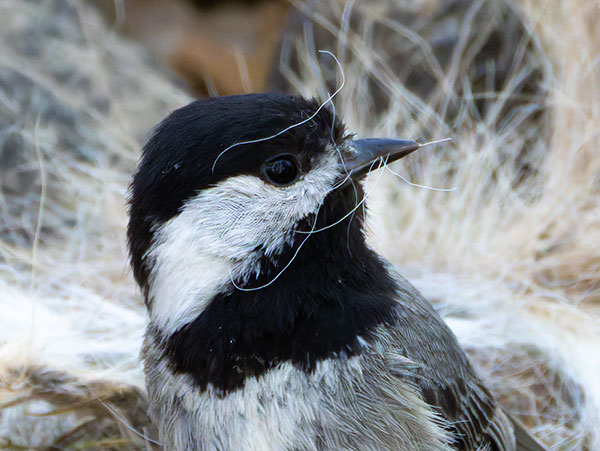 Mexican Chickadee Poecile sclateri 
