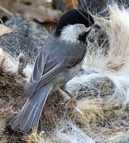 Mexican Chickadee Poecile sclateri 
